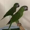 2 FEMALE Hand raised Hahns Macaws PRICE REDUCED $1100