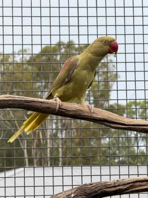 Mutation Alexandrines