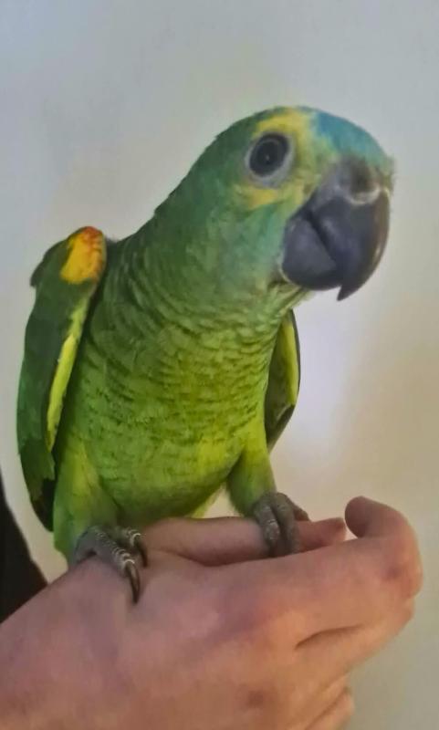 Hand-reared Blue-Fronted Amazon