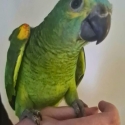 Hand-reared Blue-Fronted Amazon