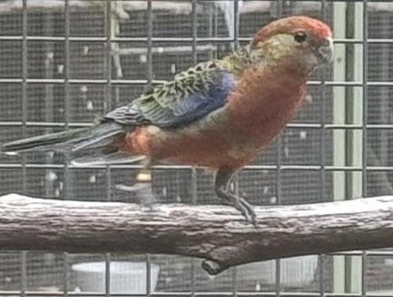 Western Rosella cock