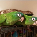 Sharptail conures pairs and singles