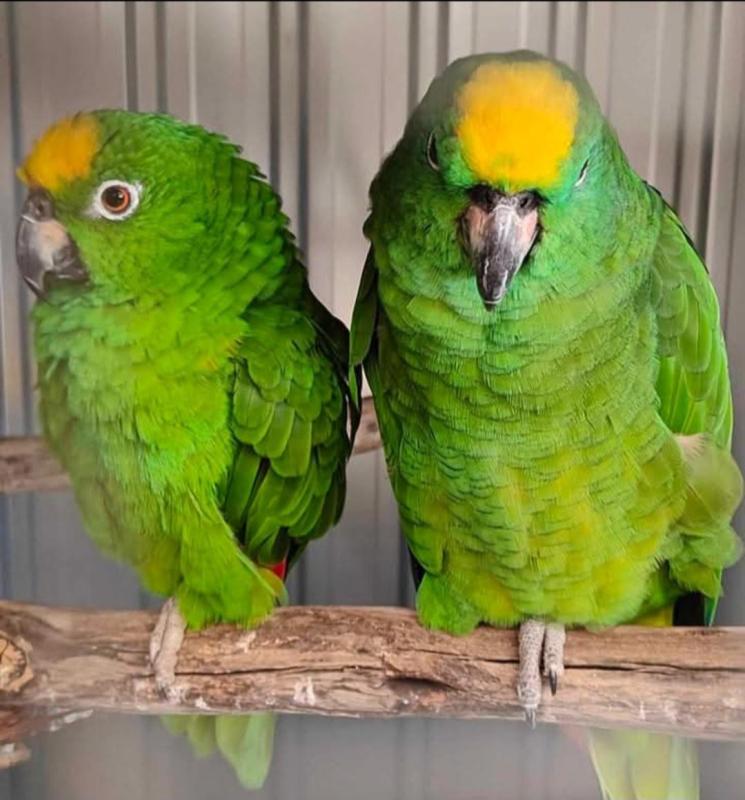 Breeding Pair Yellow-Crowned Amazons