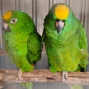 Breeding Pair Yellow-Crowned Amazons