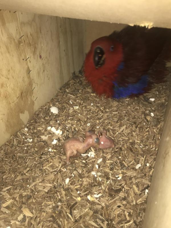 Breeding pair of Ecelectus 5 year old sale or swap