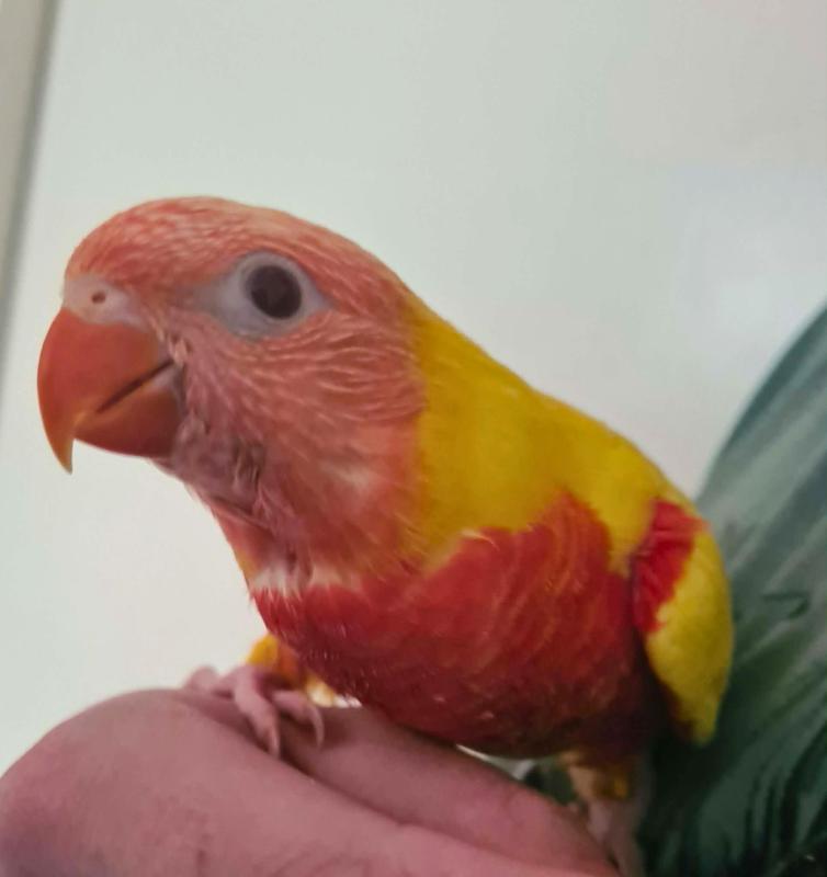 Hand-Reared Lutino Rainbow Lorikeet