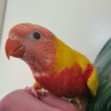 Hand-Reared Lutino Rainbow Lorikeet