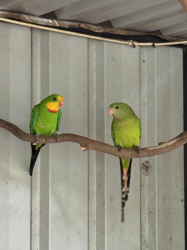 Superb Parrots - Proven Pair