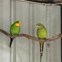 Superb Parrots - Proven Pair