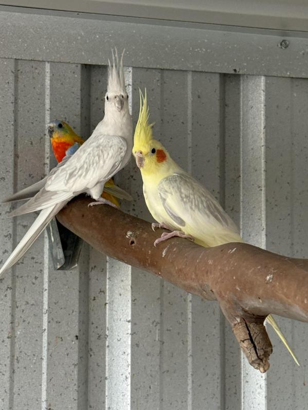 Silver Cockatiel hens