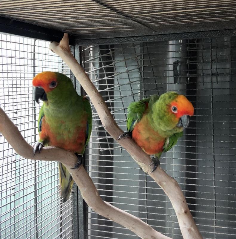 Gold-Capped Conure Pair