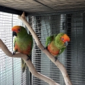 Gold-Capped Conure Pair