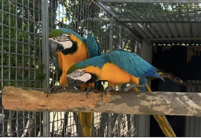 Breeding pair BG macaws