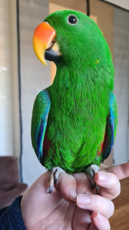 Semi-Tame Eclectus