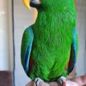 Semi-Tame Eclectus