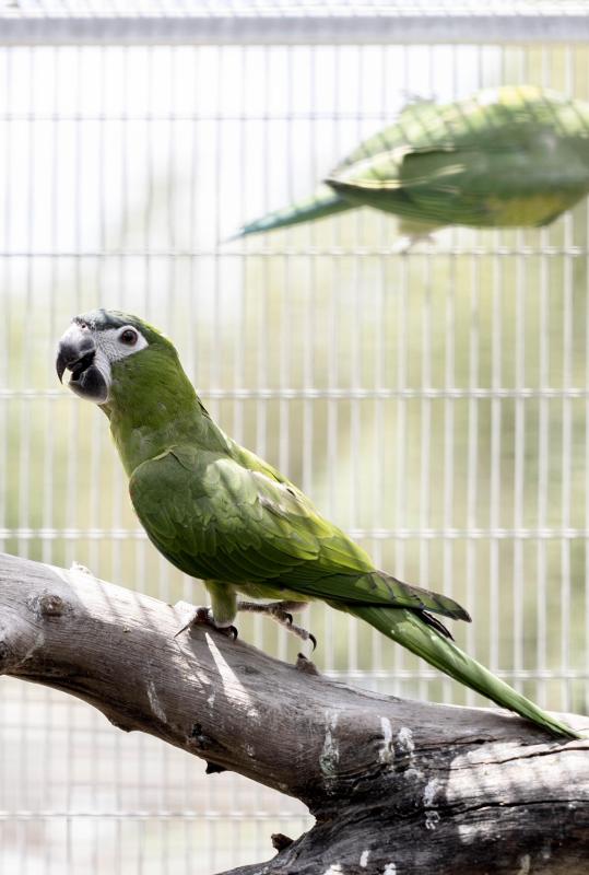 Hahns Macaw hens