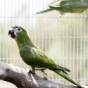 Hahns Macaw hens