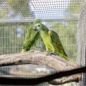 Blue Fronted Amazons