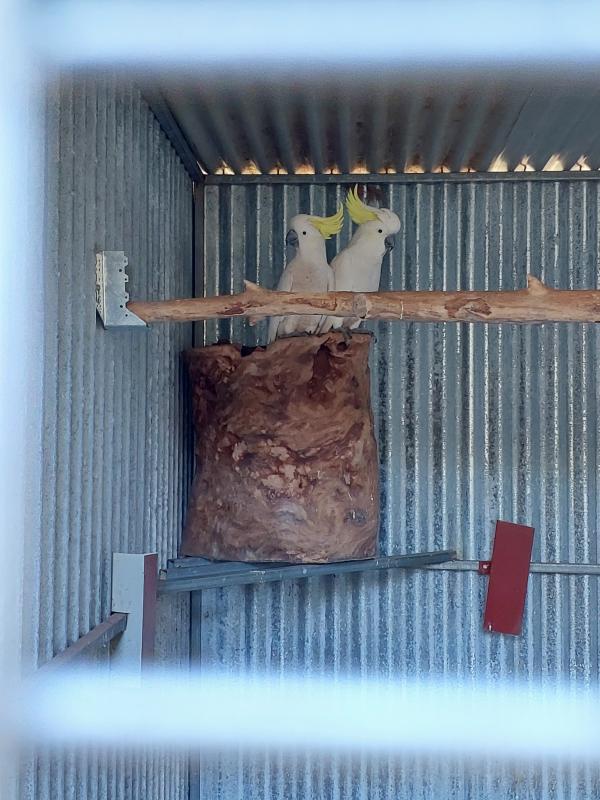 Sulphur crested cockatoo