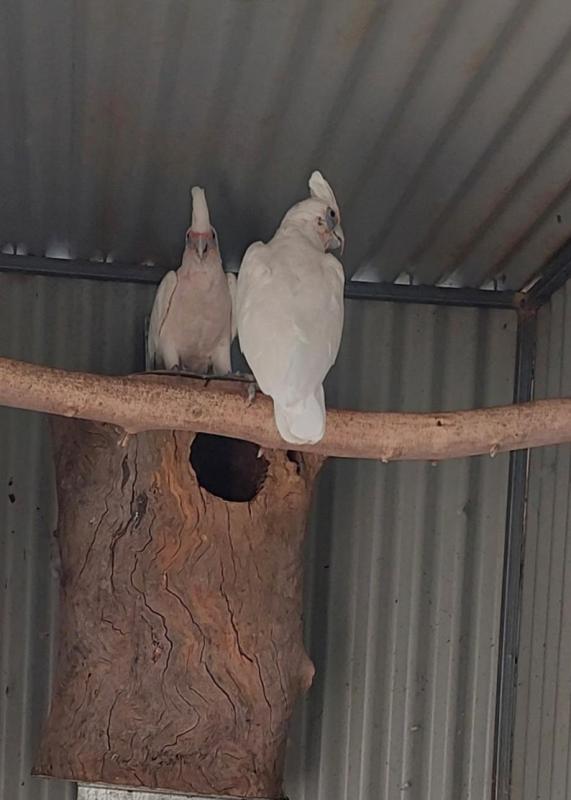 WA Long build Corellas BUTLER