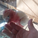 WA Latino hand raised Galah