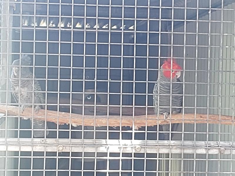 Gang gang cockatoos breeding pair