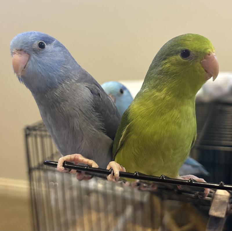 BABY PARROTLETS  Handraised! PRICES REDUCED! Amazing Colours!