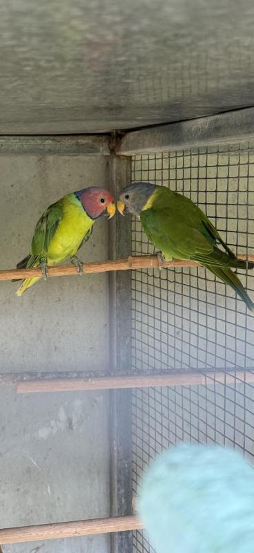 Plumhead parrots