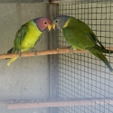 Plumhead parrots