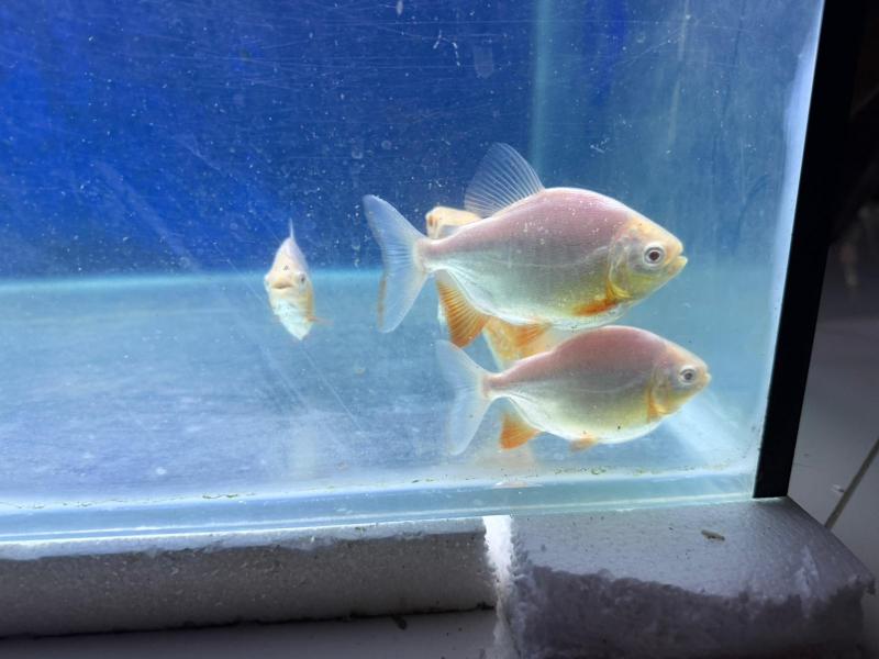 Albino pacu & kilberi peacock bass