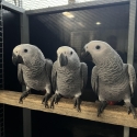 AFRICAN GREY HEN BIRD 2025 $3000
