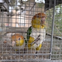 Caiques