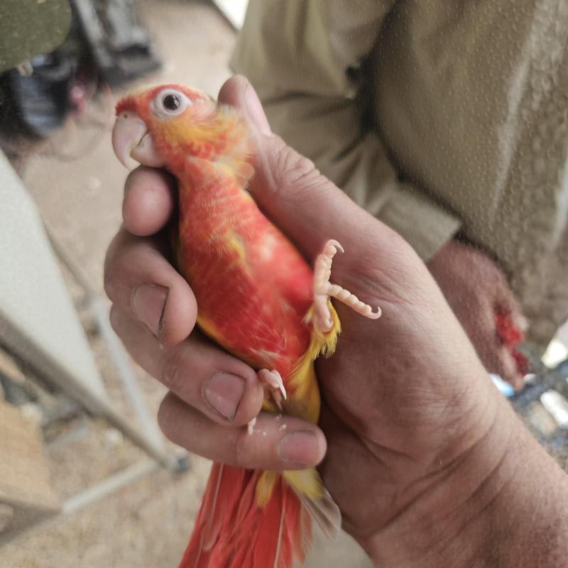 Sun Cheek Mutation Green cheeks