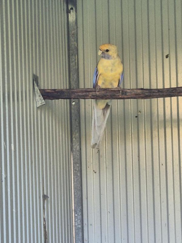 Turquoise cinnomon crimson rossella