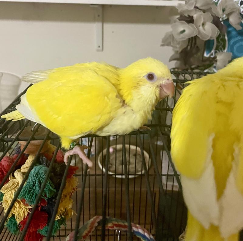 Currently hand raising these little Quaker babies