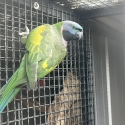 Derbyan Parrots