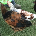 Friendly Hand-Raised Barnyard Mix Rooster - 8 Weeks Old - (Only 2 Left!)