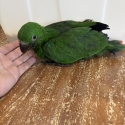 Eclectus