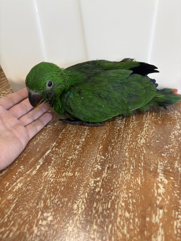 Eclectus