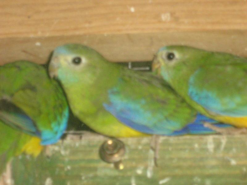 Pure Normal Hen Turquoisine Parrots