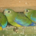 Pure Normal Hen Turquoisine Parrots