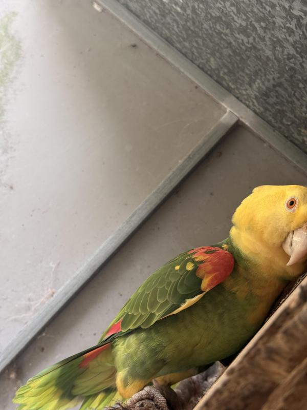 Pure Magna Double yellow head Amazons