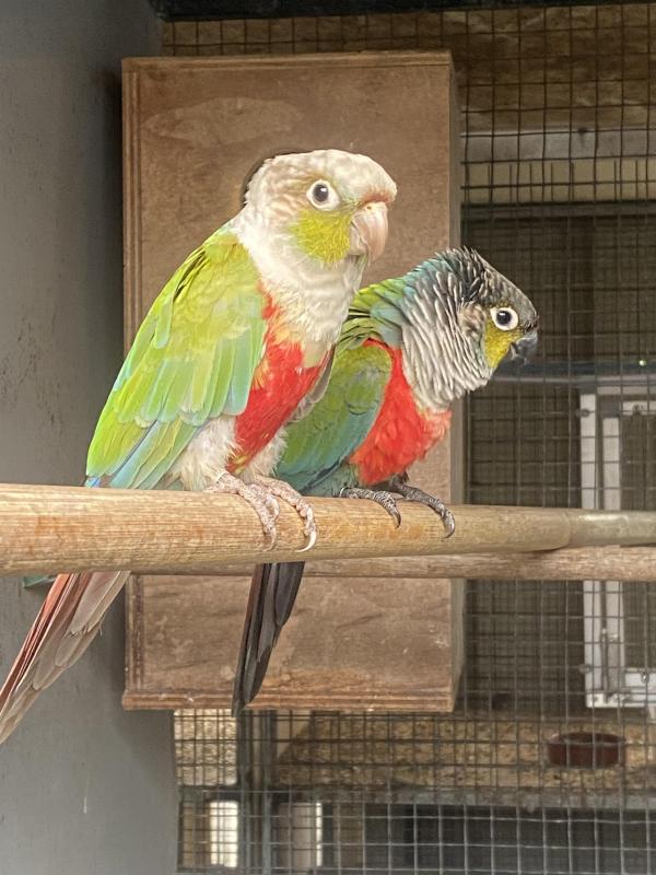 Conures