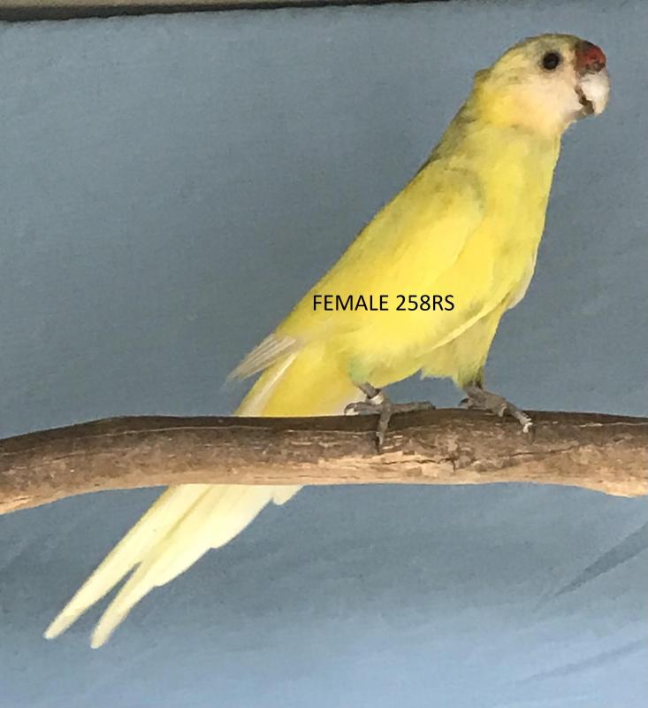 TWENTY EIGHT PARROT MUTATIONS
