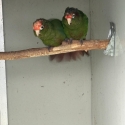 Rose crown conures