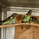 MEYERS PARROTS