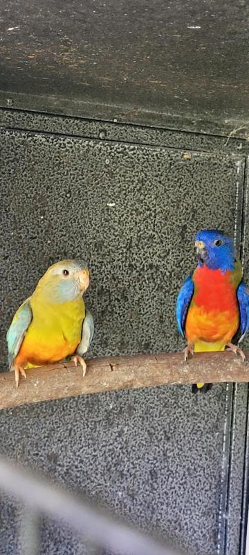 Scarlet chested parrot cinnamon