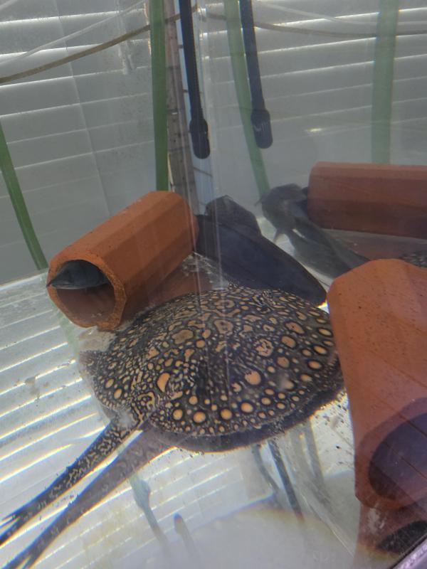 Female freshwater stingray
