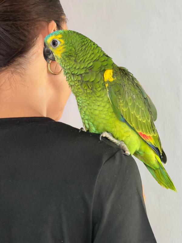 Hand reared Blue Front Amazon