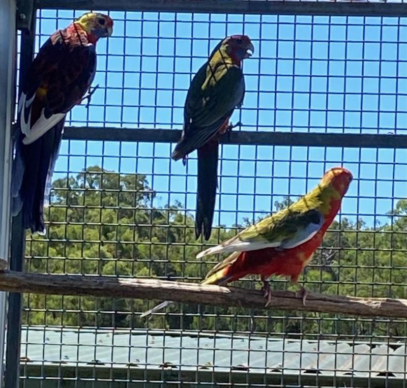 CRIMSON ROSELLA MUTATIONS